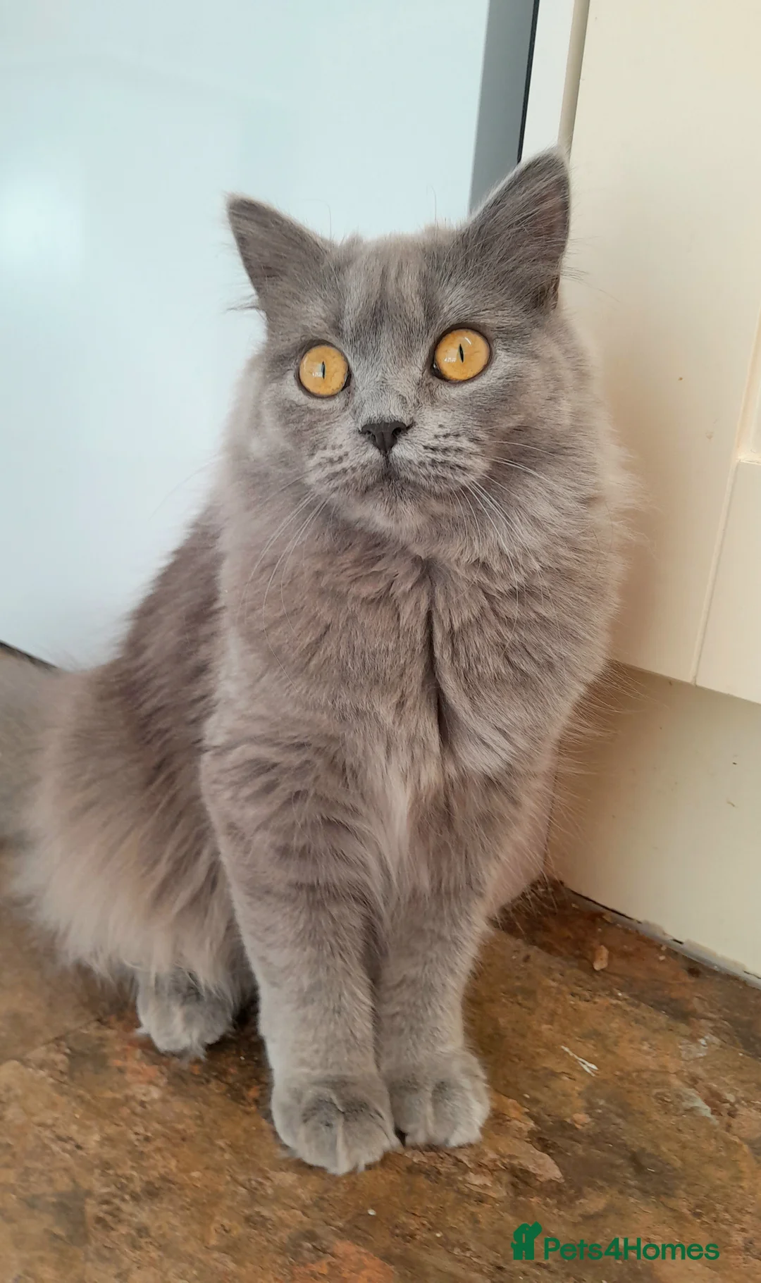 British Longhair cats for sale: BEAUTIFUL BRITISH LONGHAIR KITTENS! - Advert 5