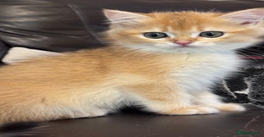 British Shorthair cats - Advert 16