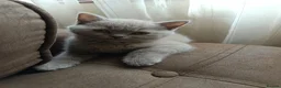 British Shorthair cats for sale: GCCF registered cream and lilac BSH - Advert 28