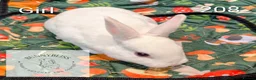 Rex rabbits for sale: Mini Rex Pedigree bunnies for reserve!  - Advert 7
