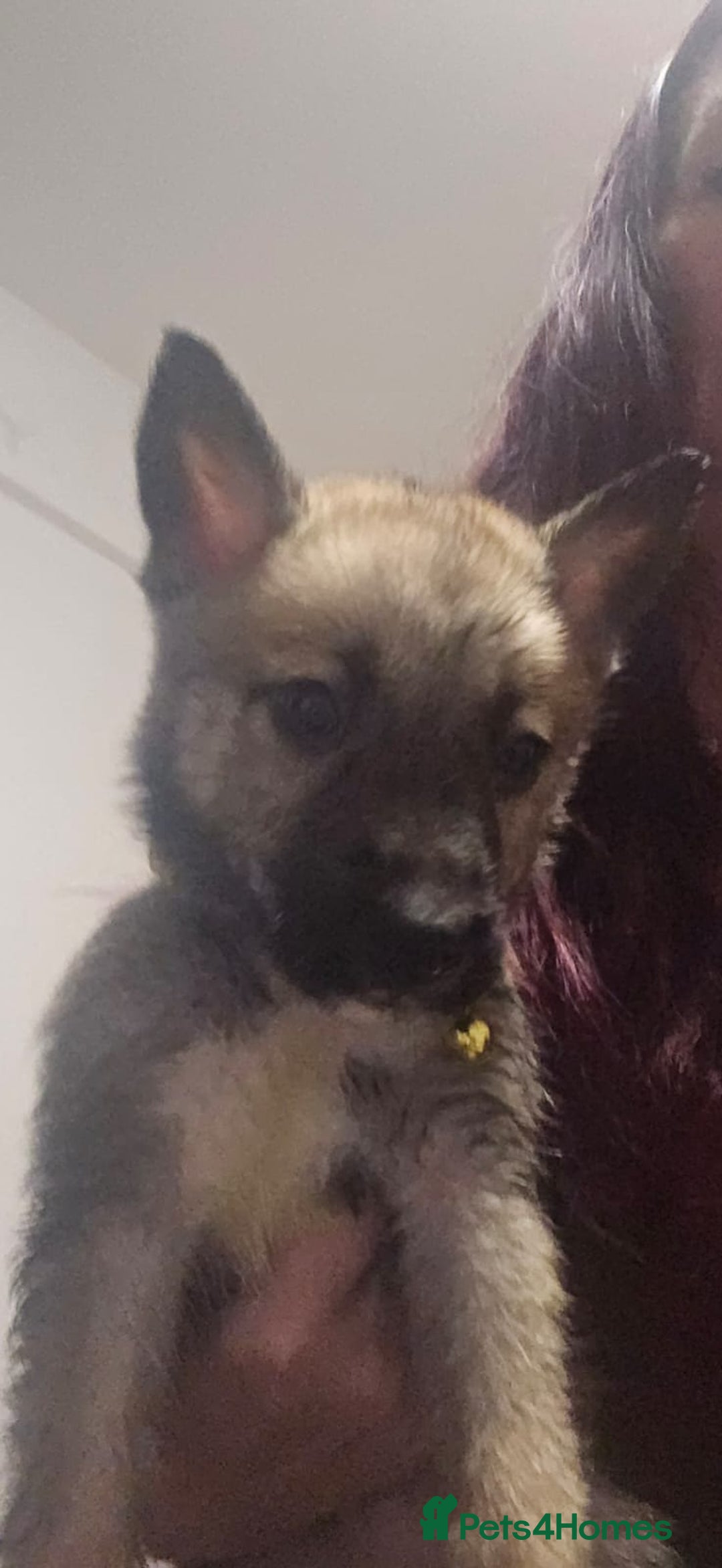 Belgian Shepherd Dog dogs for sale: Stunning Belusky Puppies! Ready Now! - Advert 8