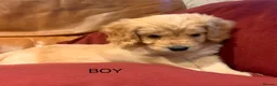 Cockapoo dogs for sale: Beautiful Cockapoo F1 Puppies  - Advert 16