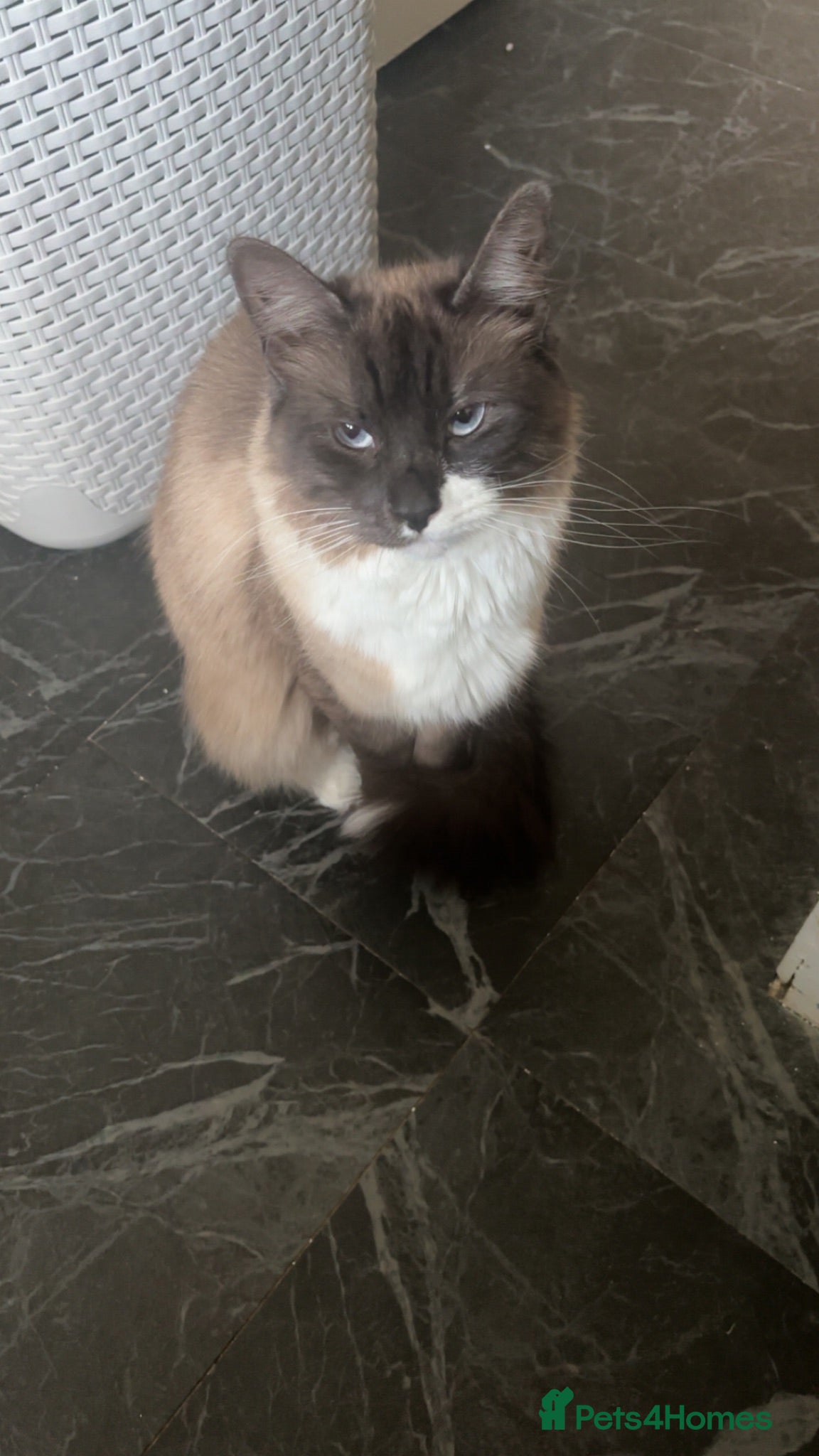 Ragdoll cats Female Ragdoll indoor! - Advert 1