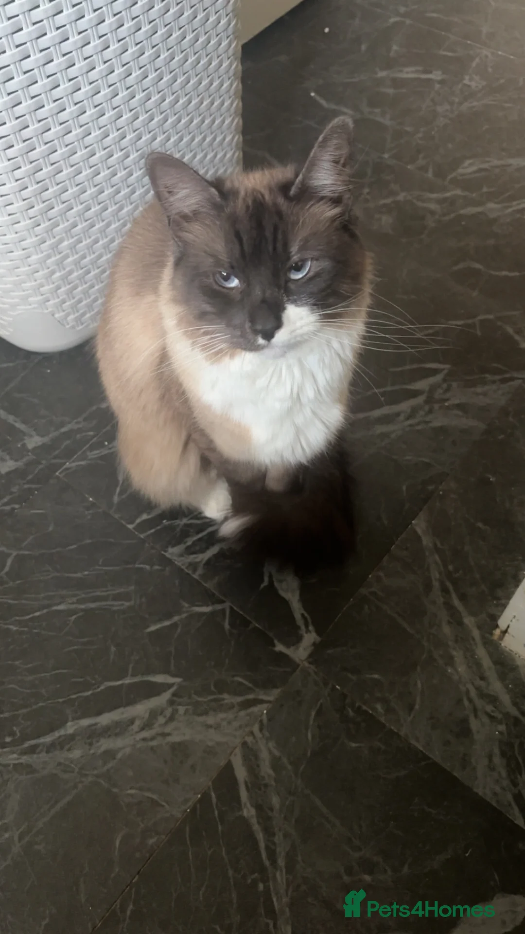 Ragdoll cats for sale: Female Ragdoll indoor! in Southampton - Advert 1