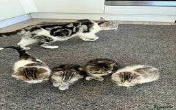Mixed Breed cats for sale: 2 kittens  - Image 10