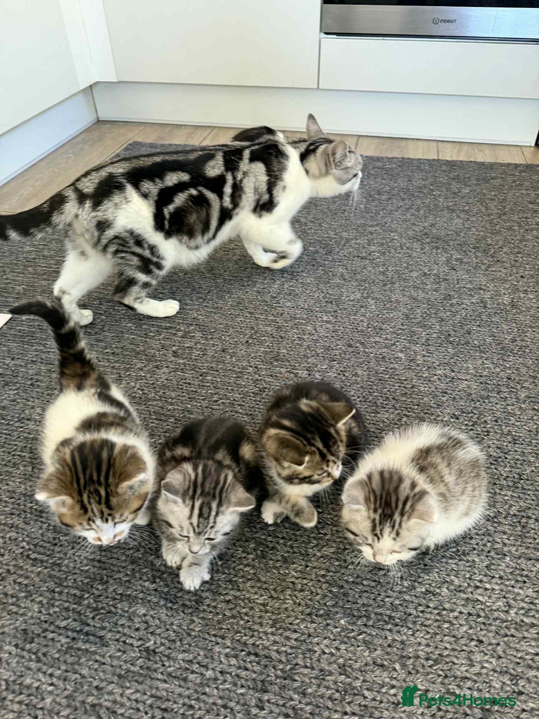 Mixed Breed cats for sale: 2 kittens  - Image 10
