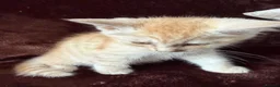 Maine Coon cats for sale: Maine Coon Cross Kittens  - Advert 15