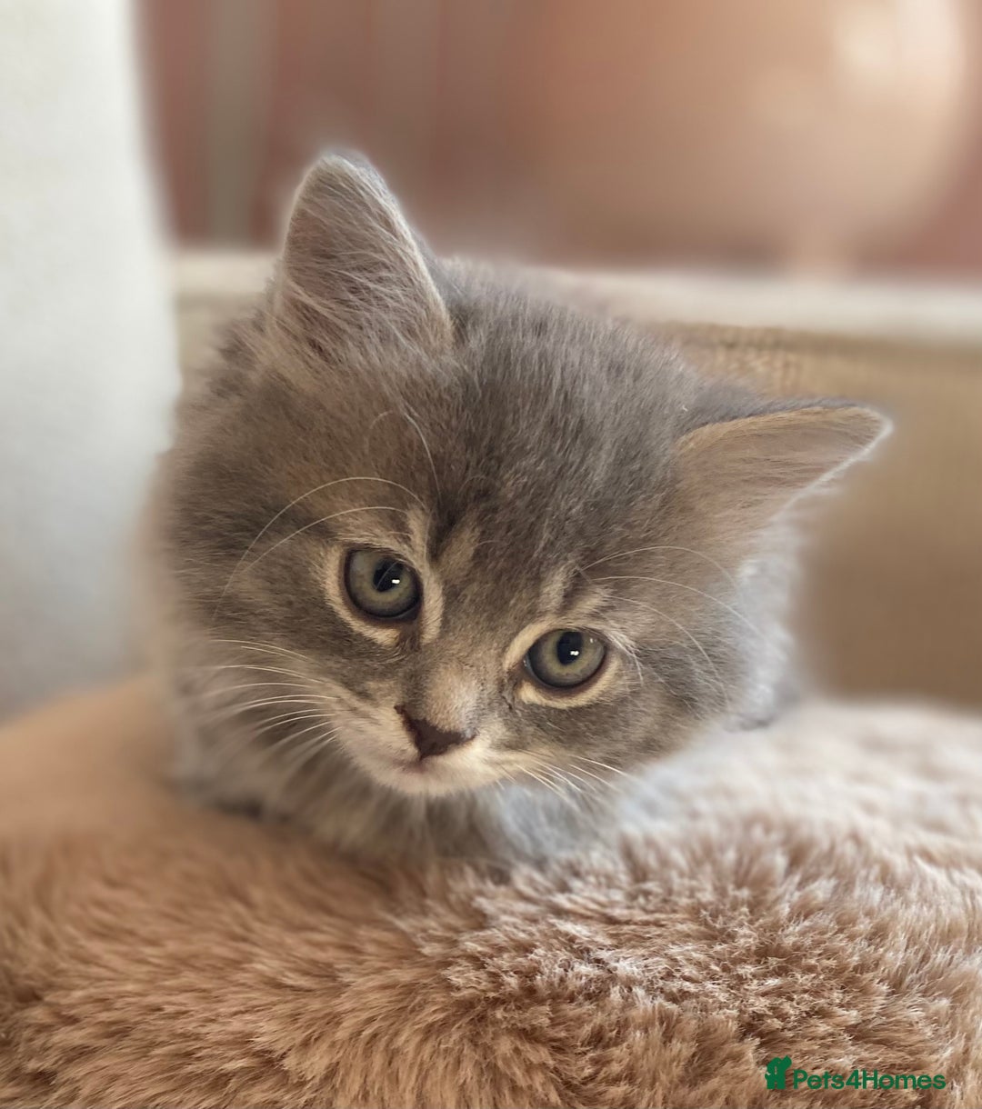 Siberian cats for sale: Siberian x British Shorthair Girls  - Image 1