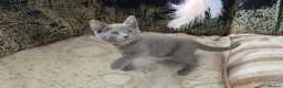 Russian Blue cats for sale: Ready Now TICA full pedigree RUSSIAN BLUE kittens  - Advert 10
