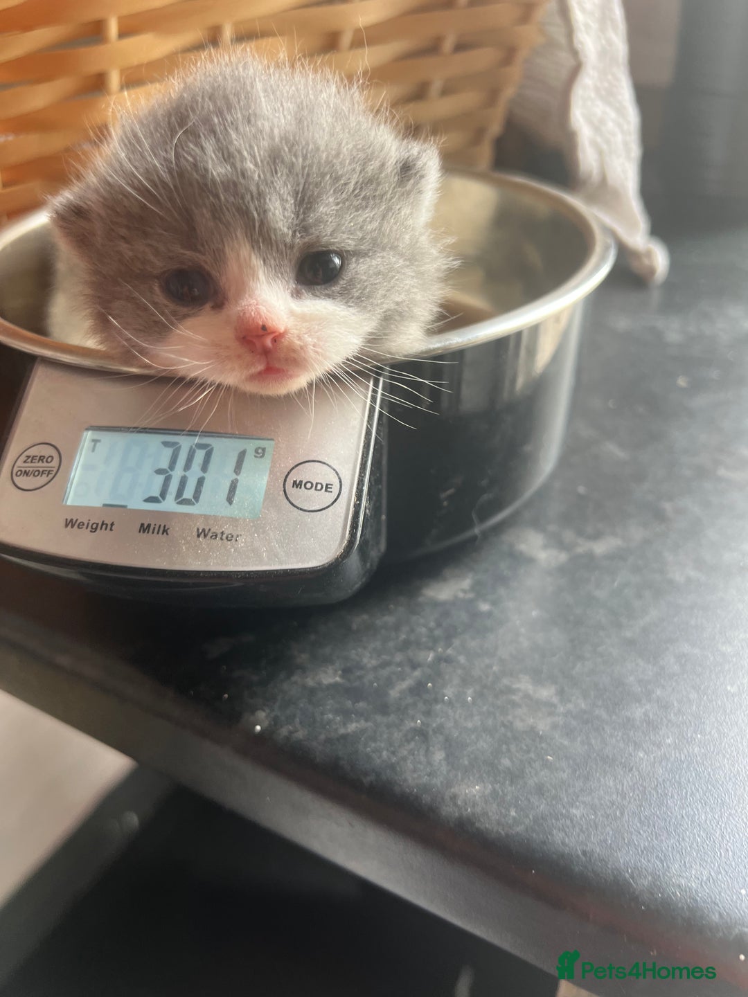 British Shorthair cats for sale: 2 Stunning British Shorthair Kittens  - Image 8