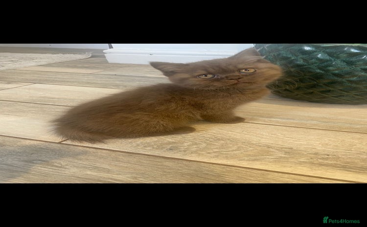 British Shorthair cats in Birmingham - Advert 16