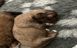 Shih Tzu dogs for sale: Stunning kc imperial shih tzus - Image 9