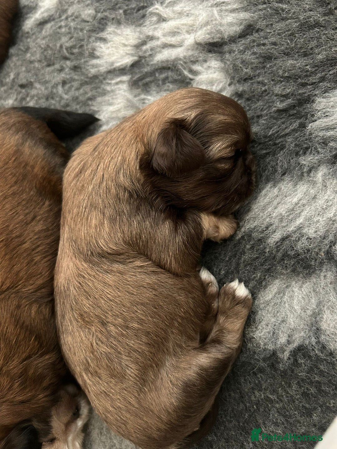 Shih Tzu dogs for sale: Stunning kc imperial shih tzus - Image 9