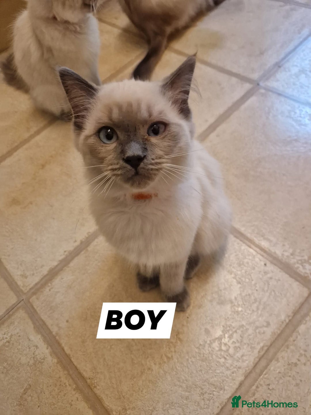 Ragdoll cats for sale: Beautiful Ragdoll Kittens in Wallasey - Image 4