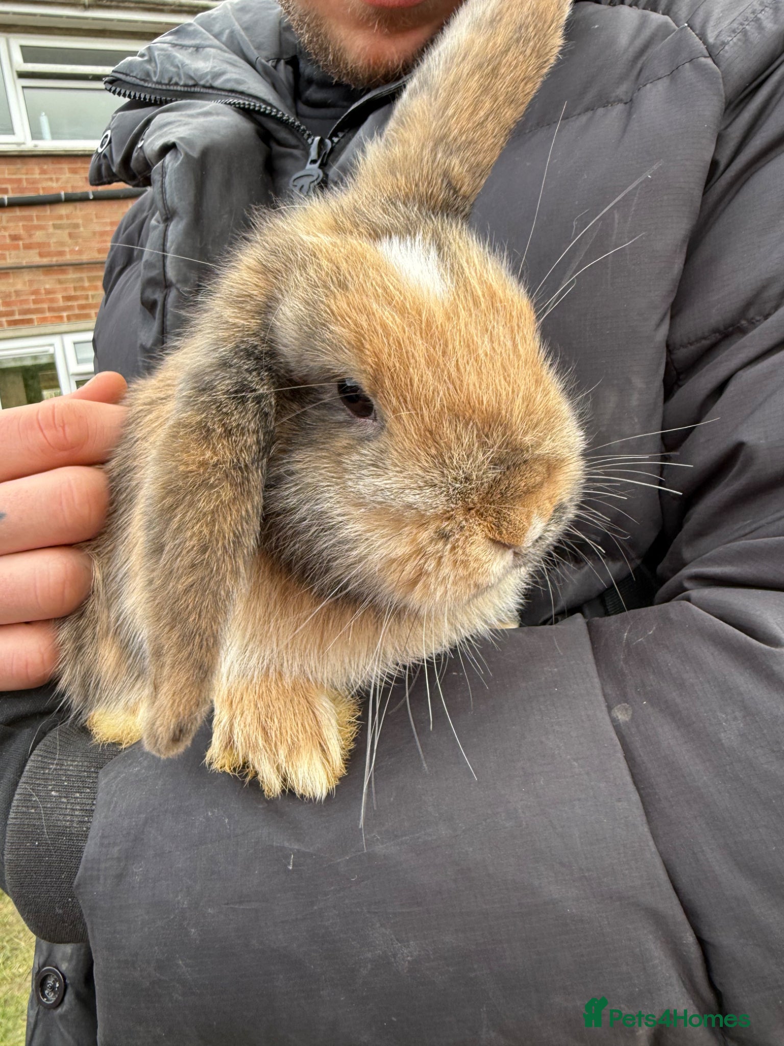 Mini Lop rabbits Mini lol rabbits - Advert 2