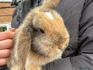 Mini Lop rabbits Mini lol rabbits - Advert 2