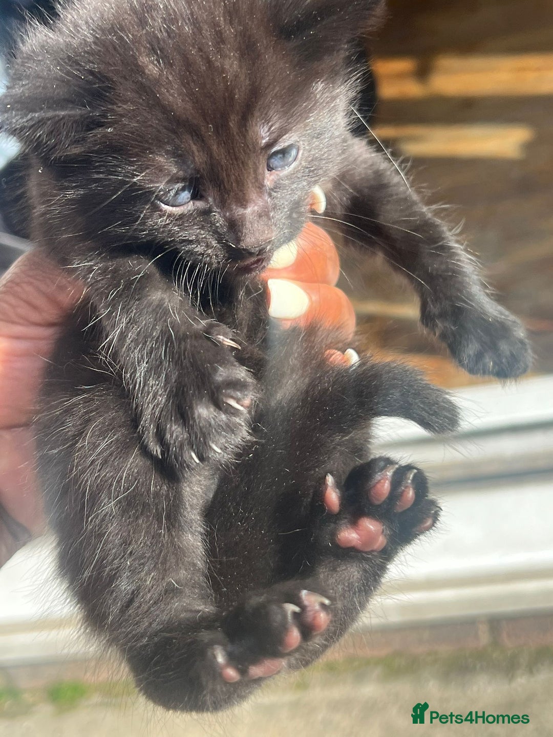 Mixed Breed cats for sale: Kittens - Image 2