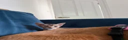 Abyssinian cats for sale: Gorgeous Abyssinian kittens - Advert 12
