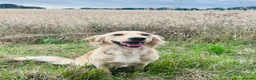 Golden Retriever dogs for sale: Female golden retriever for sale  - Advert 4