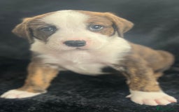 Mixed Breed dogs for sale: American Bulldog X Bernese mountain Dogs  - Image 13