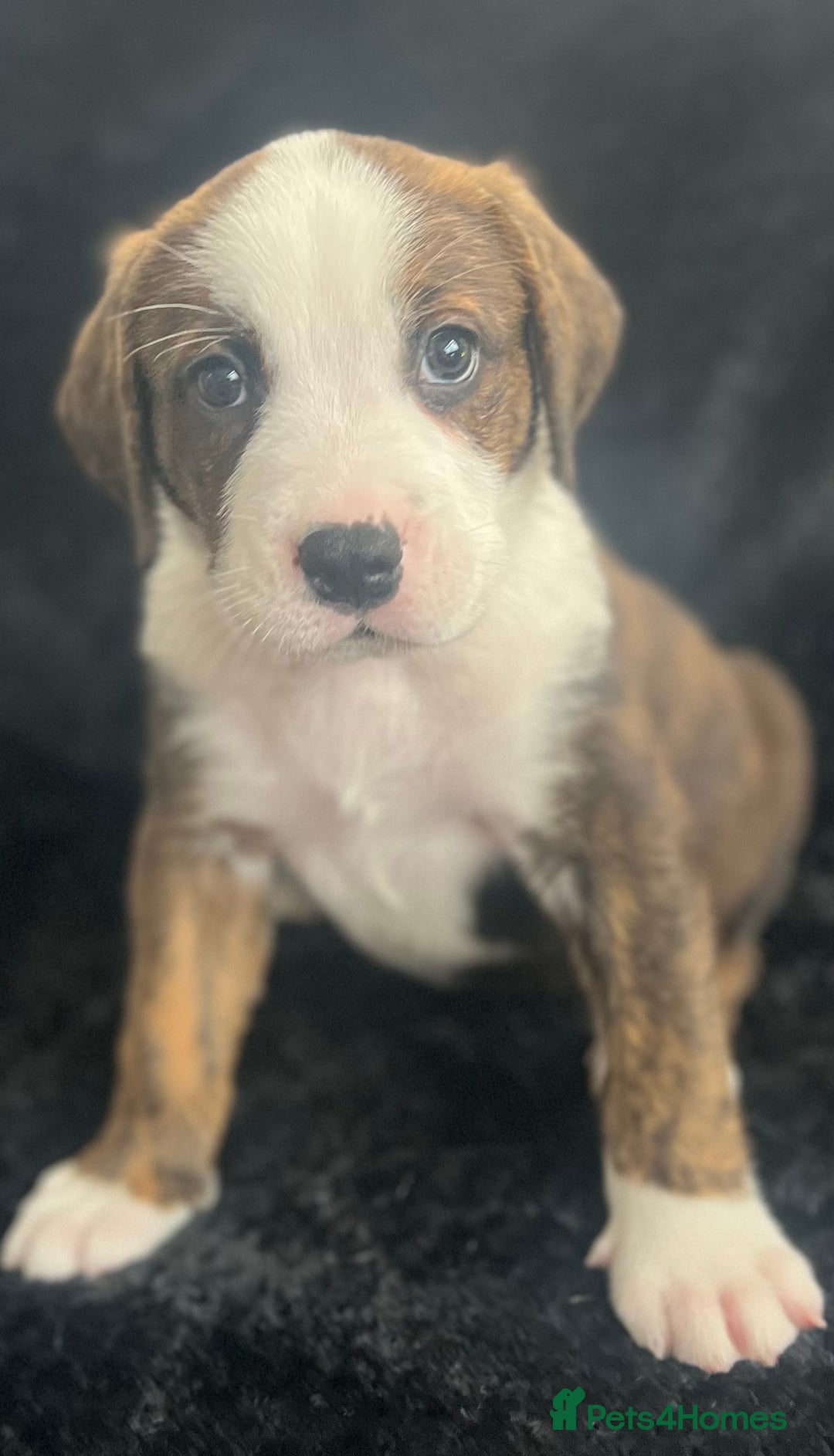 Mixed Breed dogs for sale: American Bulldog X Bernese mountain Dogs  - Image 13