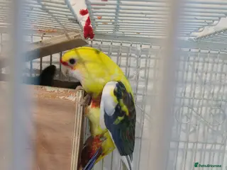 Parakeets birds Crimson Rosella nice and colourful - Advert 3