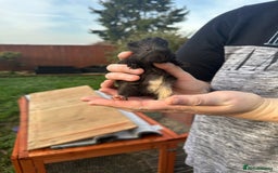 Guinea Pig rodents for sale: Male guinea pigs  - Image 2