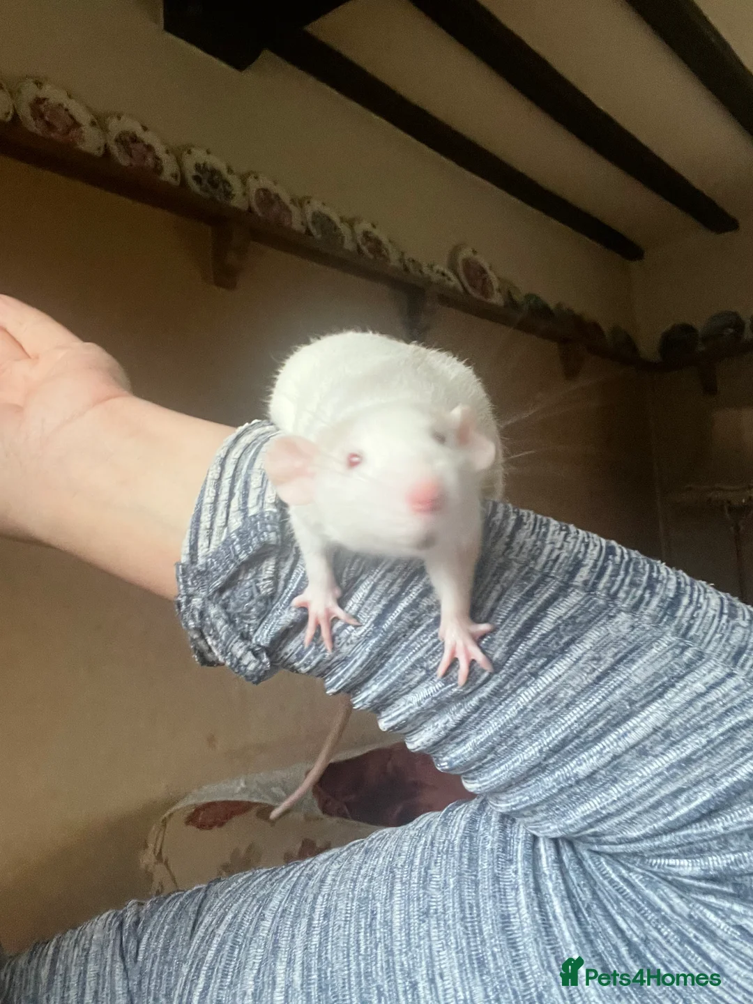 Rat rodents for sale: Dumbo x rats for sale - Advert 4