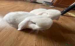 Mini Lop rabbits for sale: Two mini lop rabbits  - Image 3