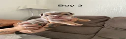 English Bulldog dogs for sale: KC registered English bulldog puppies  - Advert 9