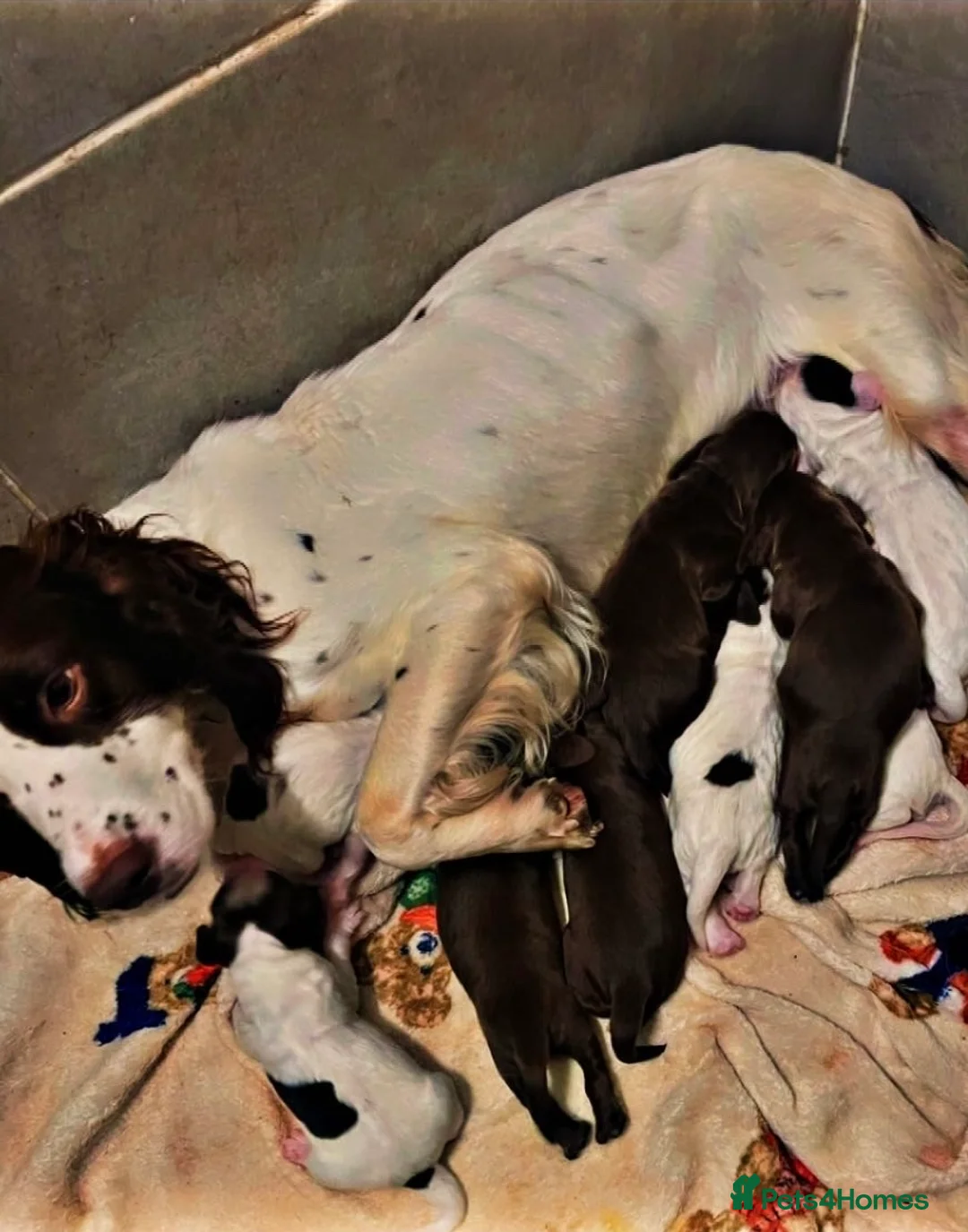 Sprocker dogs for sale: Sprocker Puppies  - Advert 19
