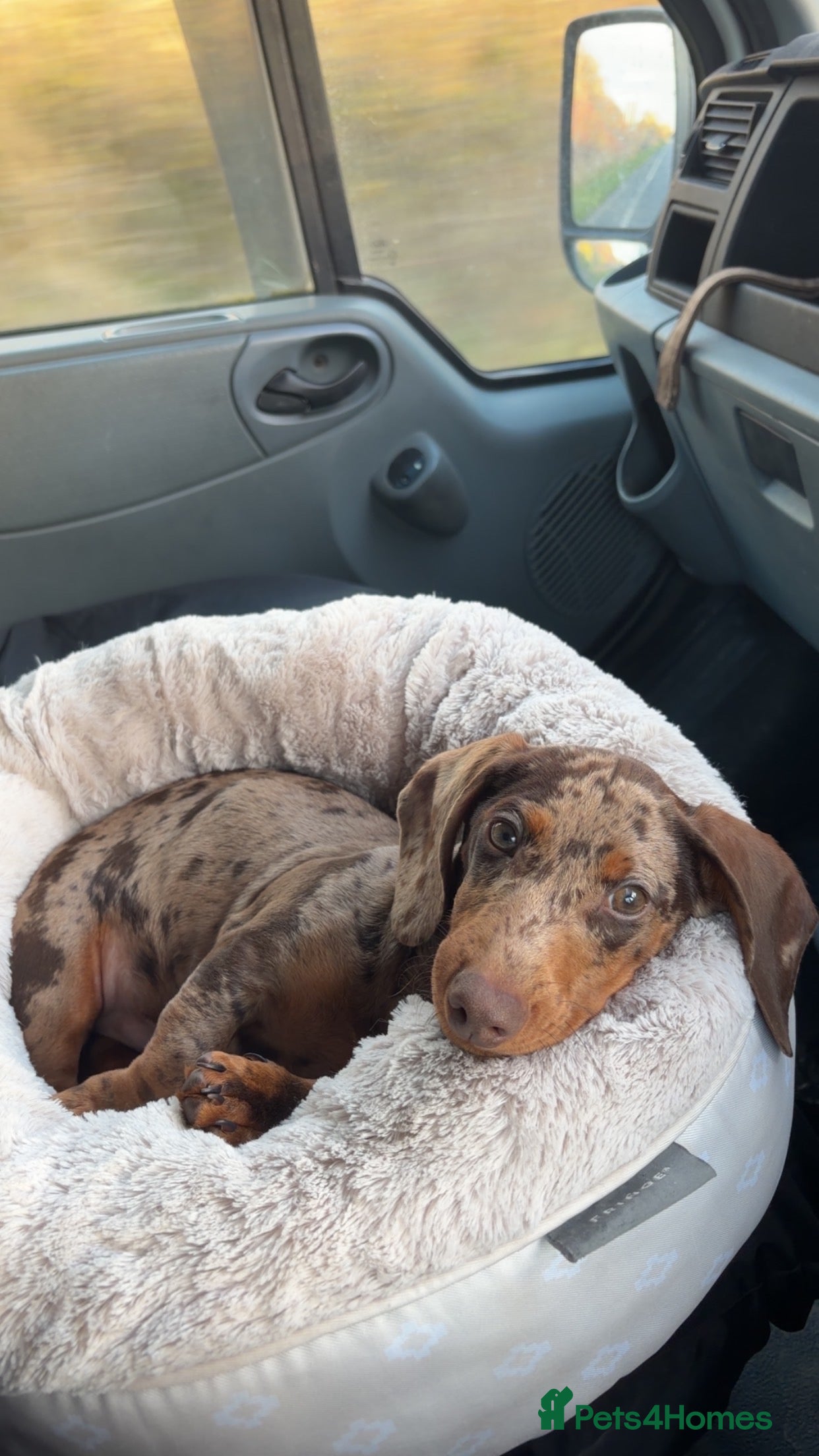 Dachshund dogs Dachshund puppy - Advert 4