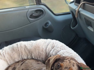 Dachshund dogs Dachshund puppy - Advert 2