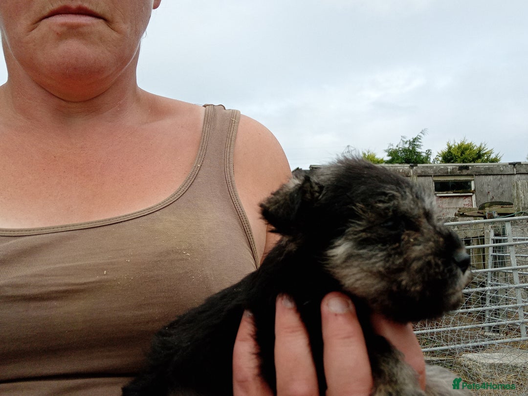 Miniature Schnauzer dogs for sale: Miniature Schnauzer pups, Aberdeenshire  - Image 8