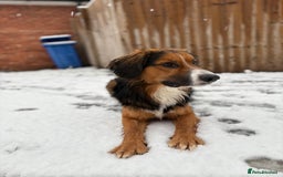 Mixed Breed dogs for sale: Ed our lovable family dog  - Image 6