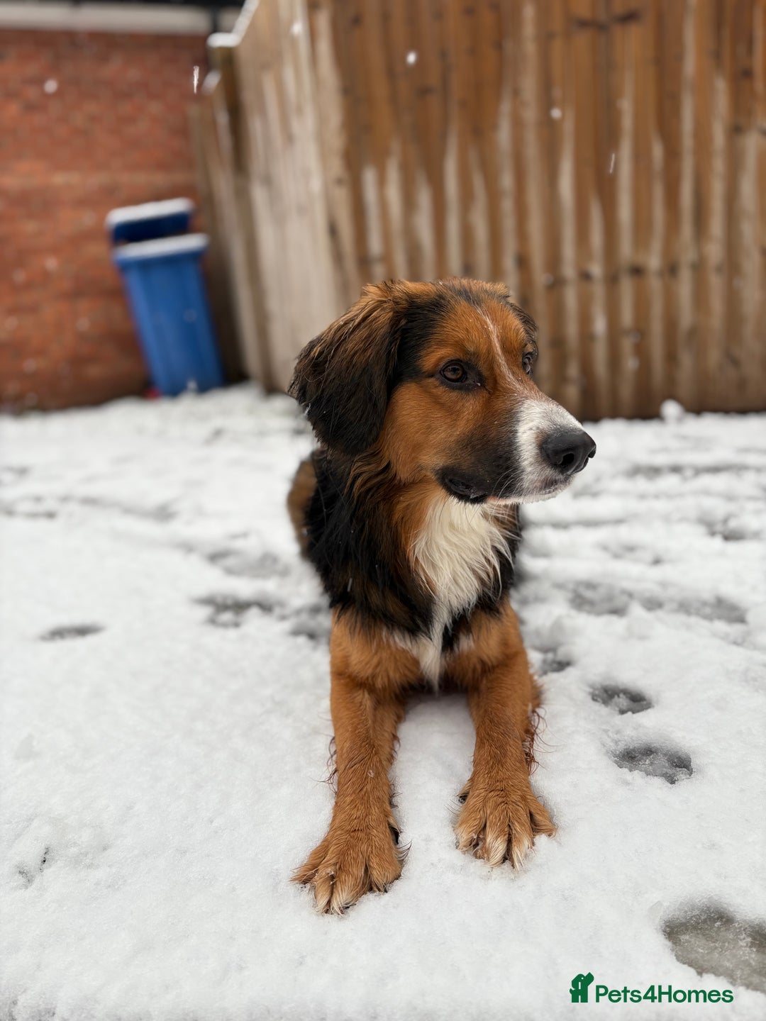 Mixed Breed dogs for sale: Ed our lovable family dog  - Image 6