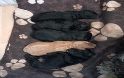 Cockapoo dogs for sale: READY NOW 5* F2B Merle Cockapoos - Image 15