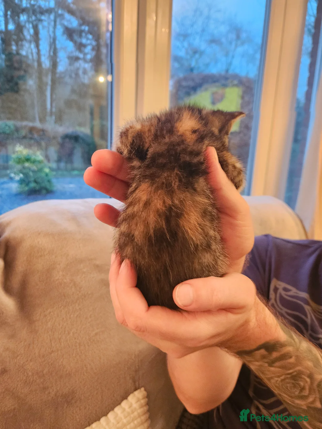 Mixed Breed cats for sale: Maine coon x sphynx kittens  - Advert 5