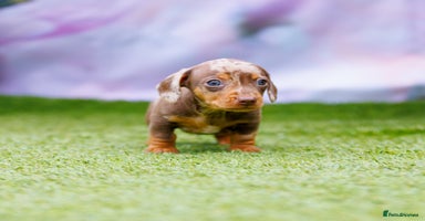 Miniature Dachshund dogs - Advert 3