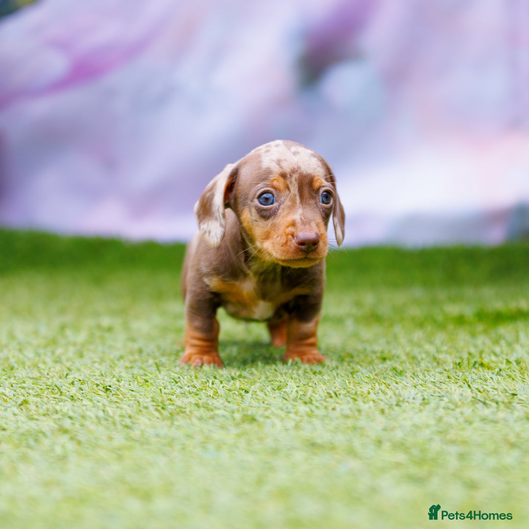 Miniature Dachshund dogs for sale: Top Tier Miniature Dachshunds available!! 😍🤩 - Image 3