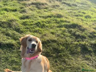 Mixed Breed dogs Golden Retriever x Rottweiler Puppies - Edinburgh in Edinburgh - Advert 7