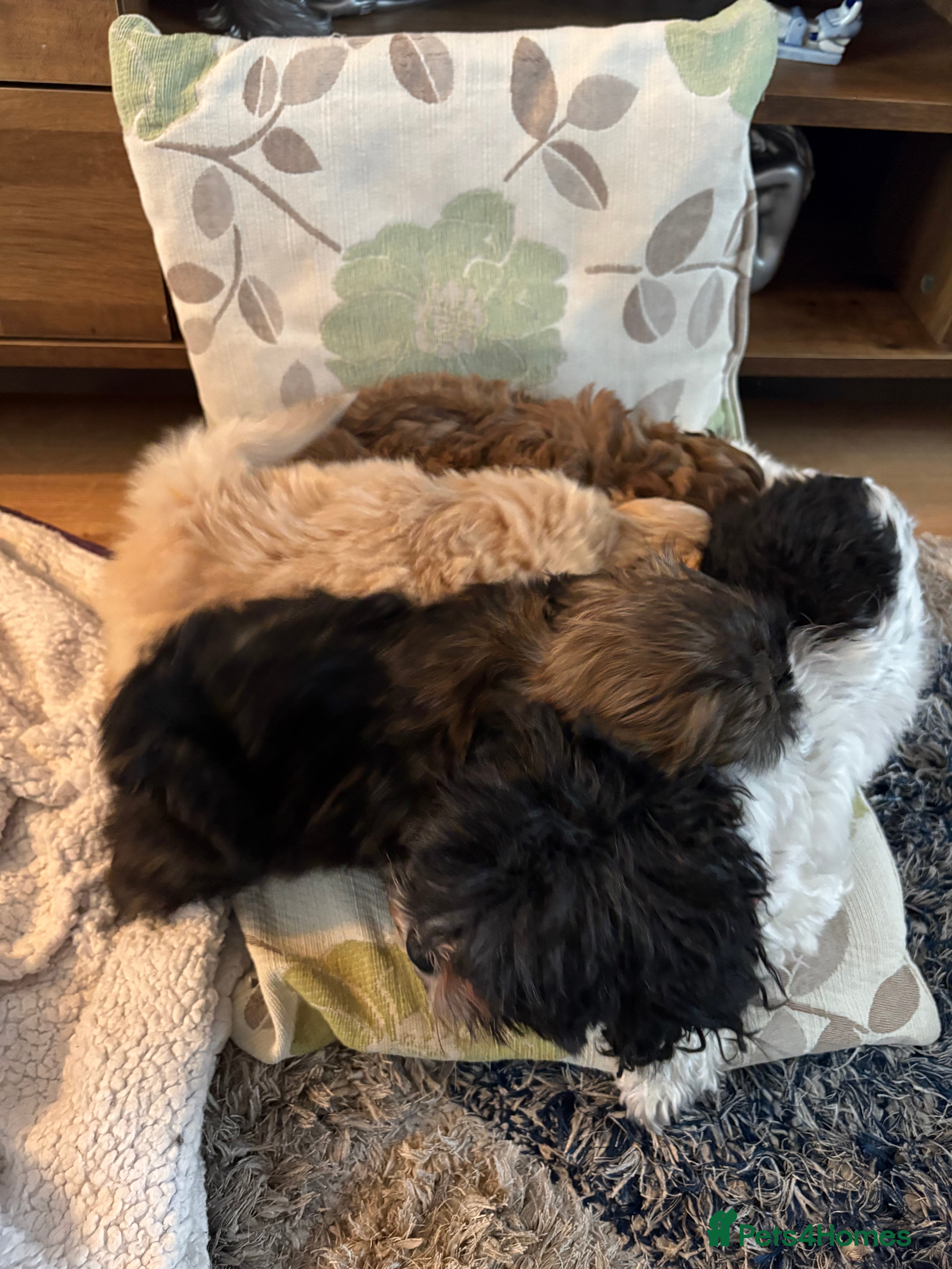 Mixed Breed dogs Shih Tzu cross - teddy bear puppies - Advert 6