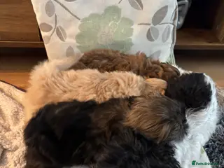 Mixed Breed dogs Shih Tzu cross - teddy bear puppies - Advert 4