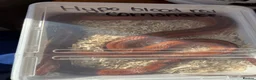Corn Snake reptiles for sale: Hypo blood red corn snake female in Plymouth - Advert 11