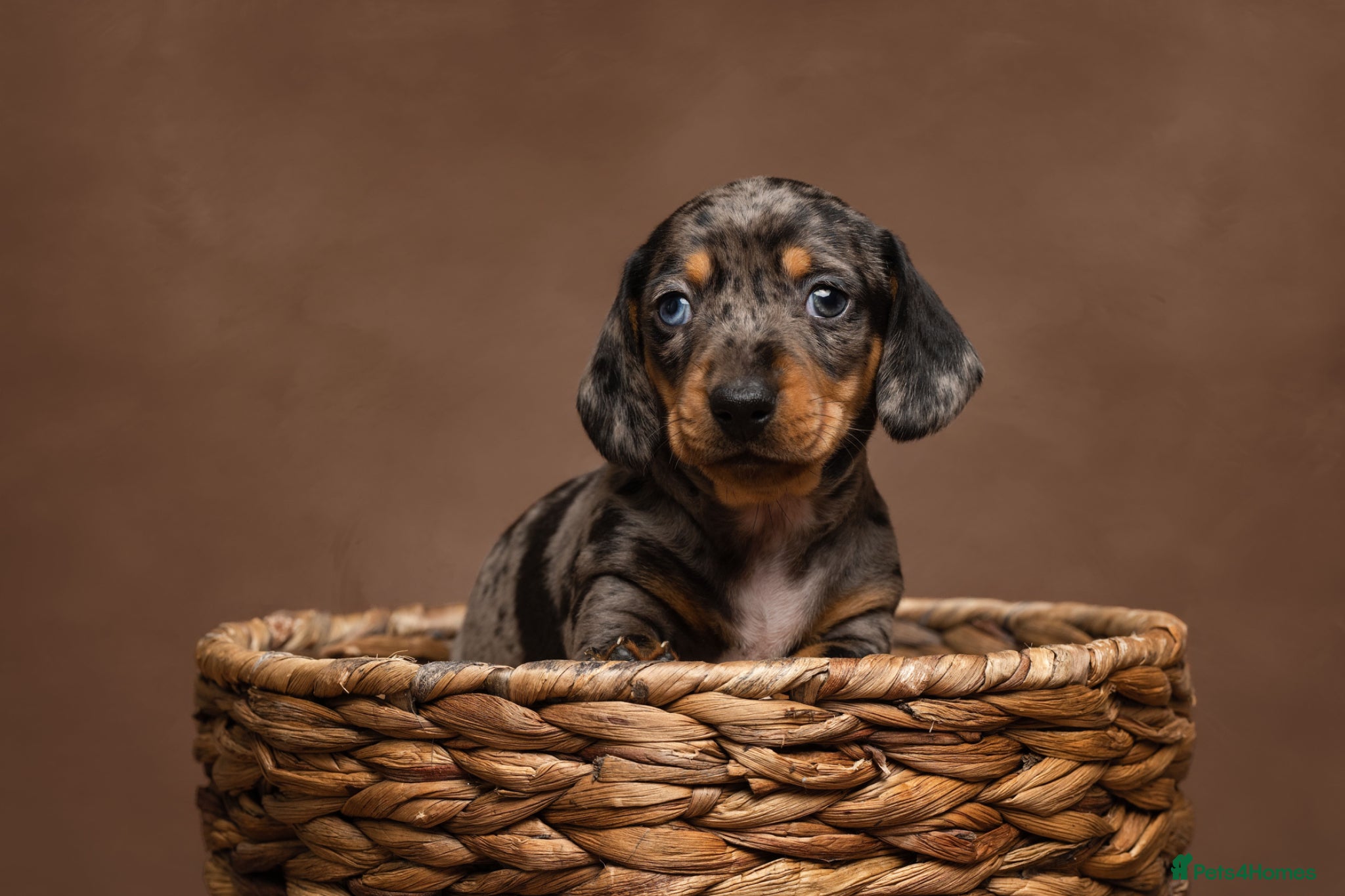 Miniature Dachshund dogs KC Miniature Dachshund READY NOW -Licensed  - Advert 1