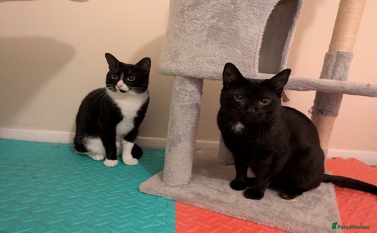 Domestic Shorthair cats - Advert 2