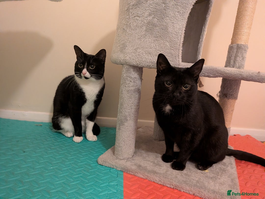 Domestic Shorthair cats for adoption: Brothers Biscuit and Bourbon need a home - Image 1