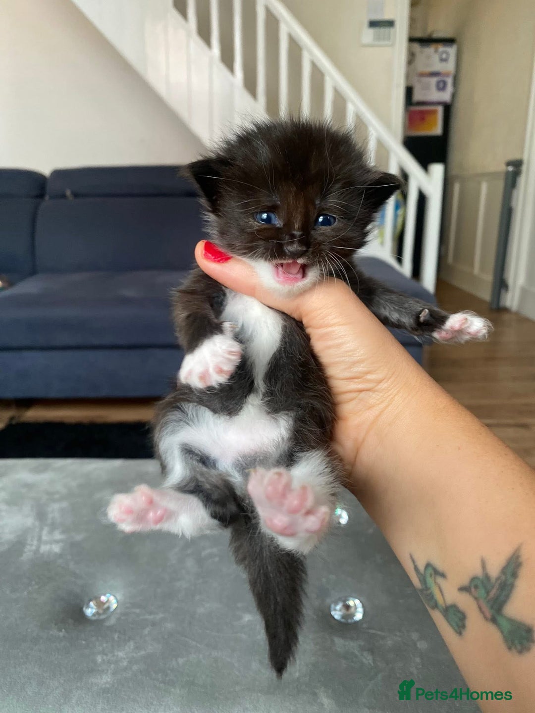 Maine Coon cats for sale: Beautiful Maine coon kittens for sale - Image 7