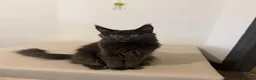 Maine Coon cats for sale: Pedigree GCCF Russian Kazakhstan import line - Advert 5