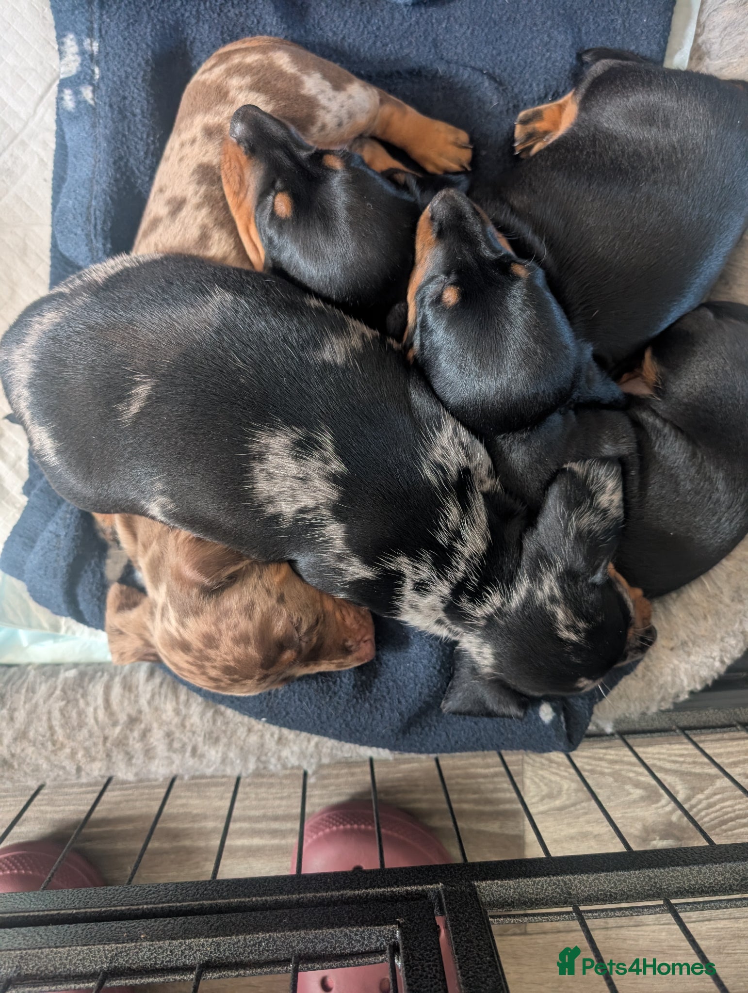 Miniature Dachshund dogs for sale: Adorable Miniature Dachshund Puppies Ready Now in Knottingley - Advert 16